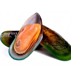 Green Mussel Half Shell 